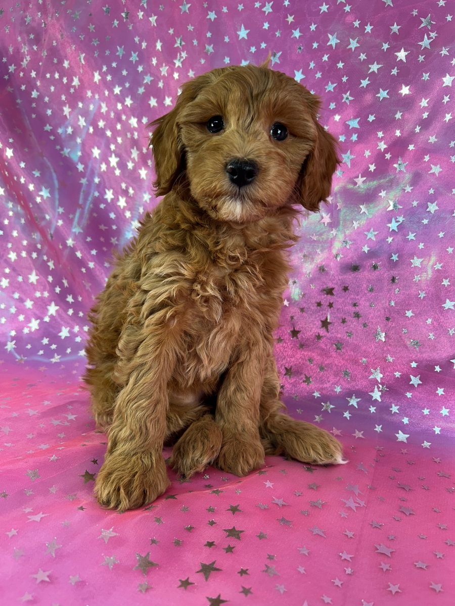 Female Mini Golden Doodle Puppy for Sale DOB 12-21-2025 $1200